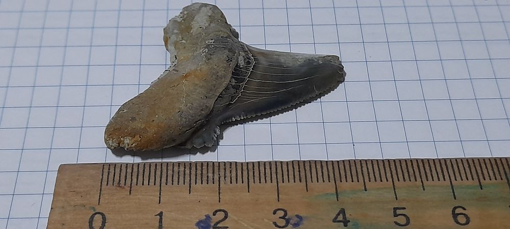 Зуб акули скам'янілий 30-50м.р.