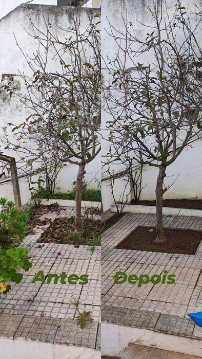 Serviço de jardinagem