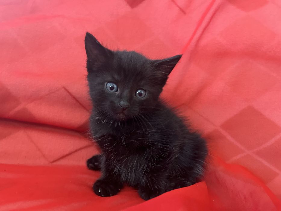 Маленький котенок мальчик в добрые руки