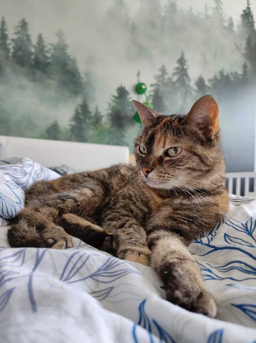 Lea - kocia księżniczka na tropie swojego człowieka