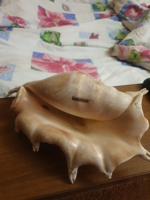 Продам ракушку большую.