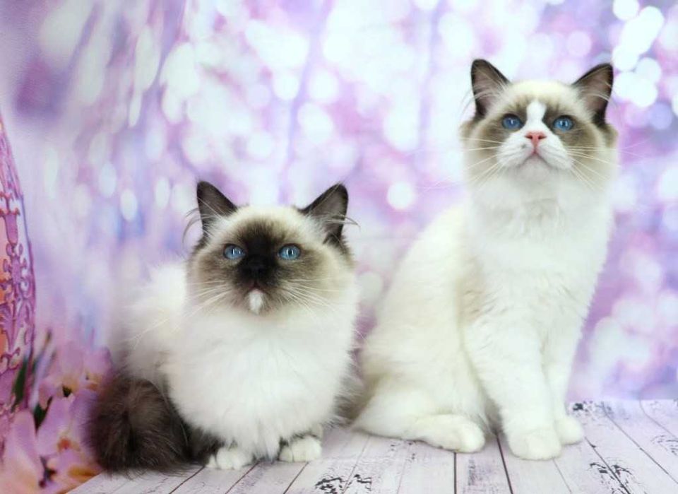 Пухнасті малюки  шукають дім -Ragdoll //Регдолл