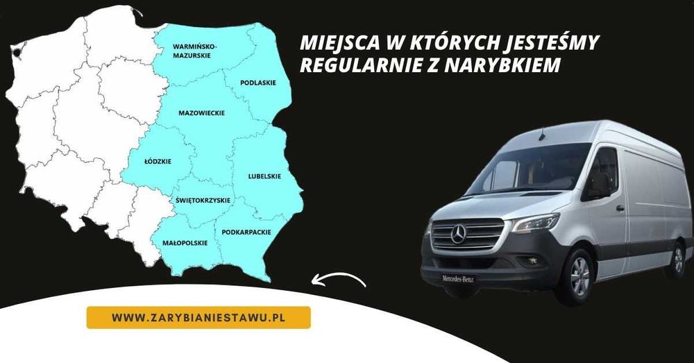 Narybek węgorza europejskiego zarybianiestawu