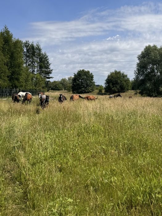 Boks angielski dla konia