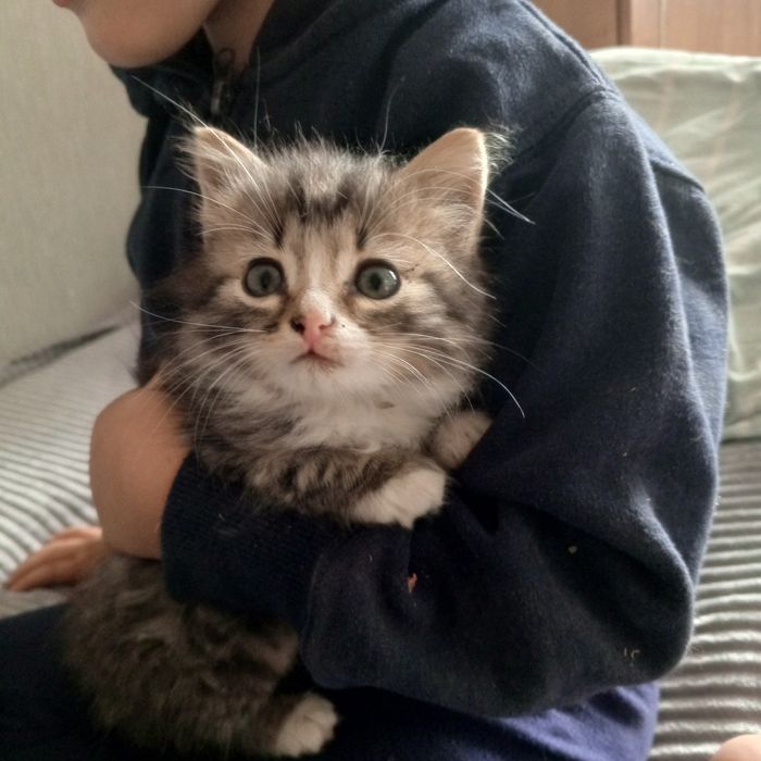 Котеня в добрі руки