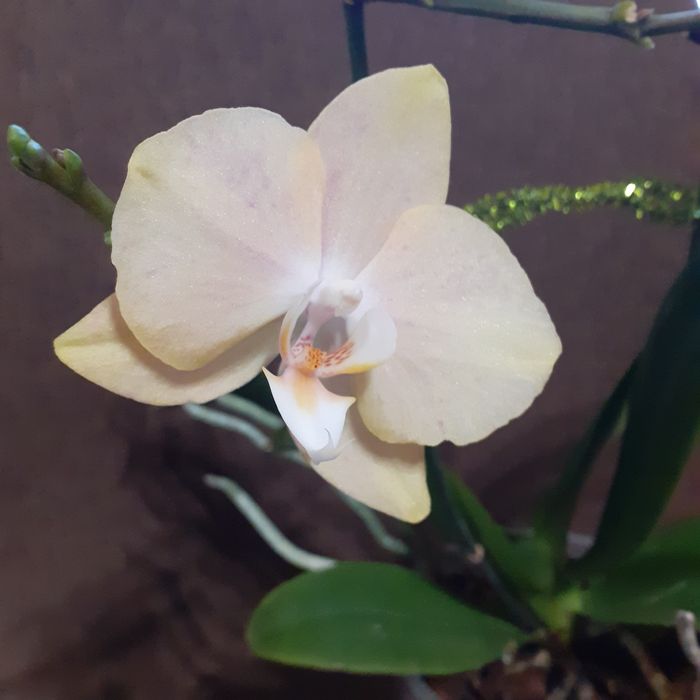 Орхідея домашня.