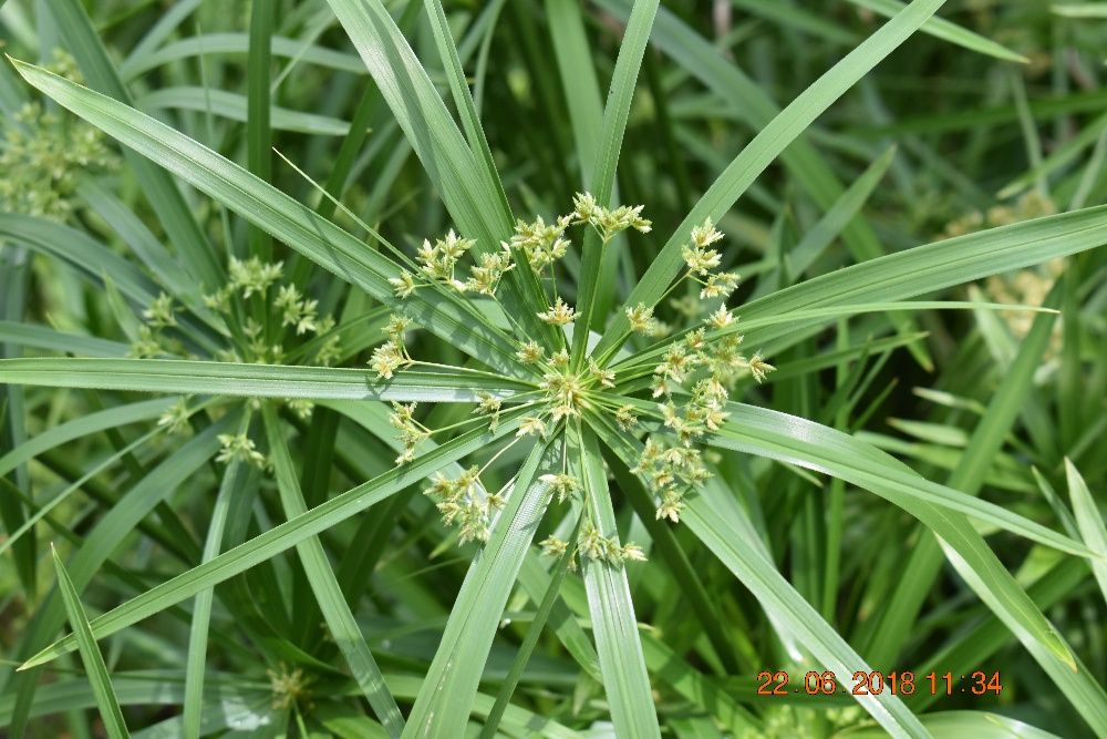 Plantas Aquáticas para lagos