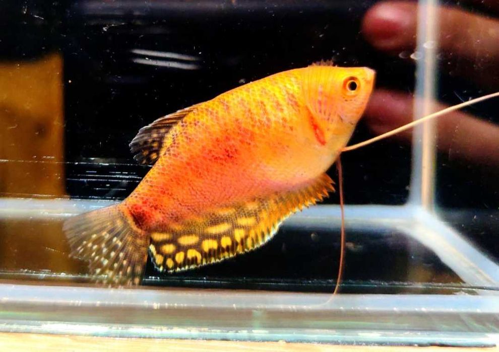 Paletka Red turkus hodowla legalna wysyłka