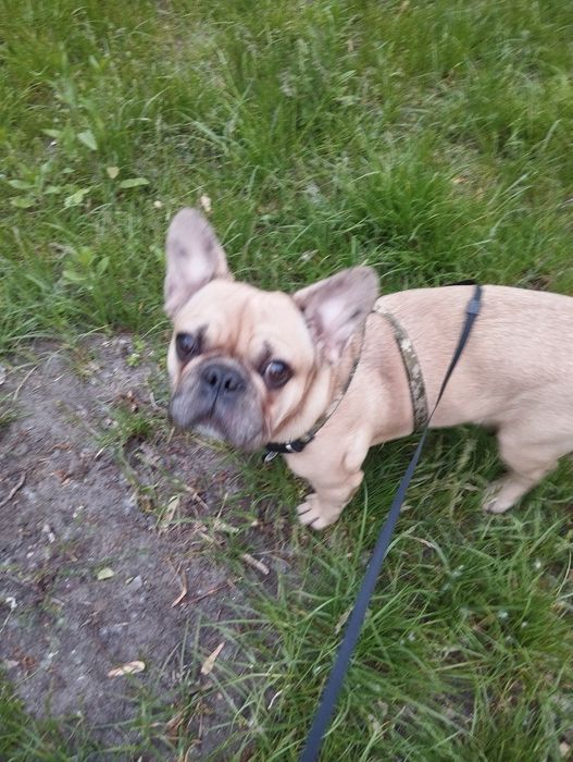 Пропала собака - французкий бульдог песочного цвета.