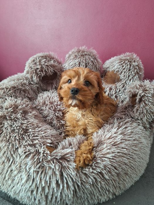 Cavalier-pudel-cavapoo