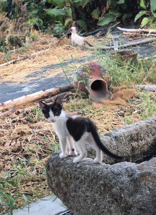 Gatinhos para adoção