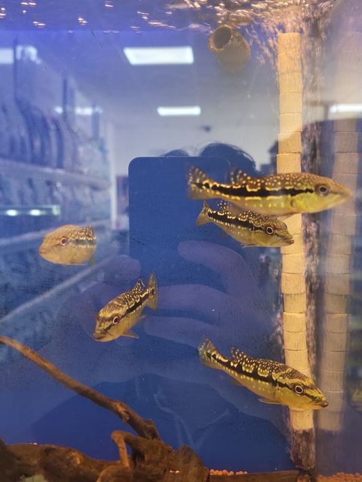 Tucunaré AZUL (Cichla Piquiti)