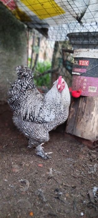 Brahmas perdiz entre outros