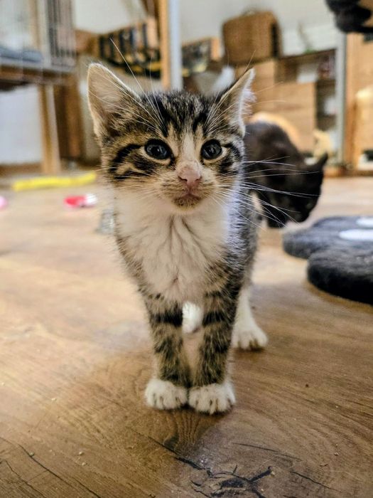 Uratowane maluszki niczym Atomówki,trikolor bura ruda