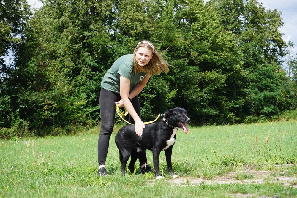 Tyszek - młody, wesoły pies szuka domu