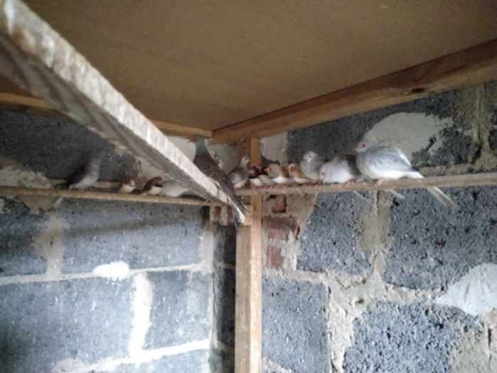 Golabki diamentowe wysyłka