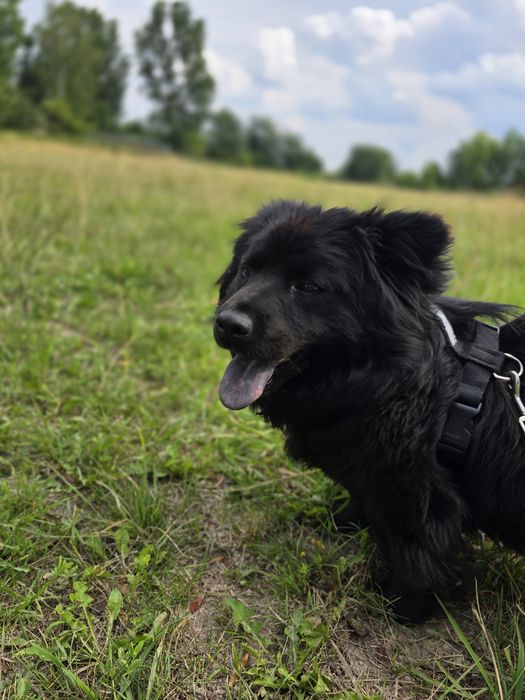 Dajra- mini Chow Chow szuka kochającego domu