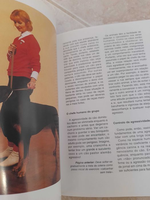 Como treinar o seu Cão