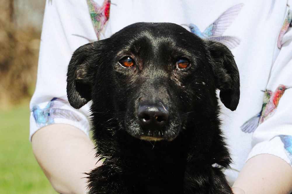 ERICO - mały pies w typie jamnika