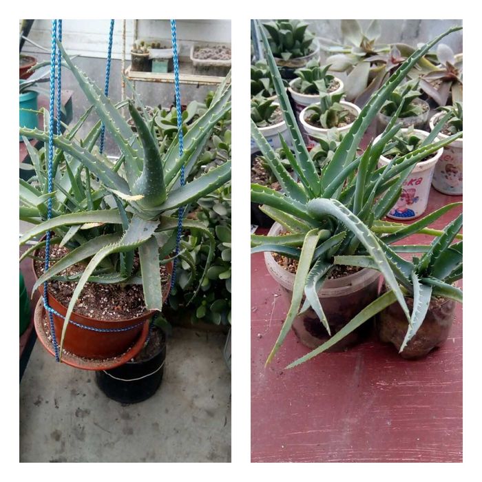 Продам излишки коллекции суккулентов. Анакампсерос и алое