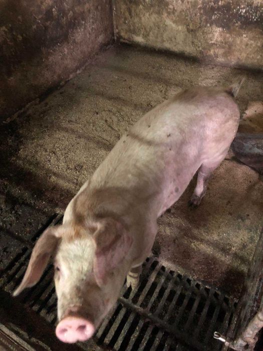 Продам свиней живою вагою 110грн/кг Вага приблизно 150кг