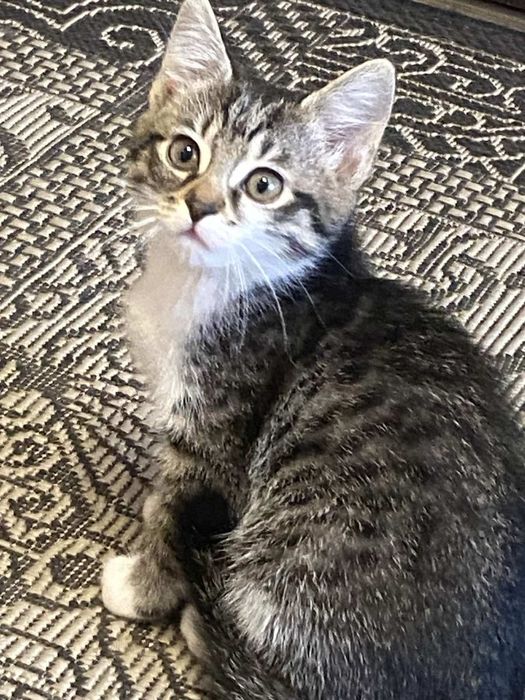 Віддам в добрі руки кошеня