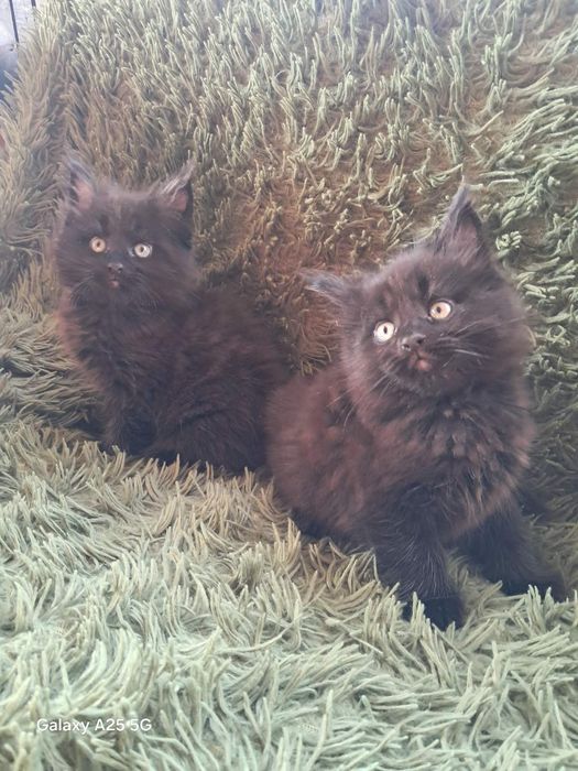 Мейн кун кошенята