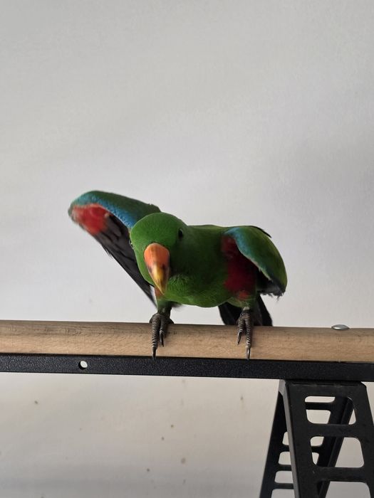 Papagaio ecletus "roratus"