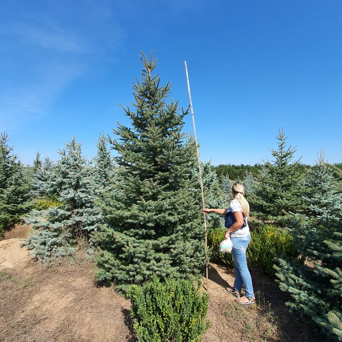 Ель елка ялинка голубая под высадку. Крупномер