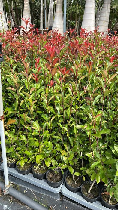 Photinia Red Robin 100/150cm