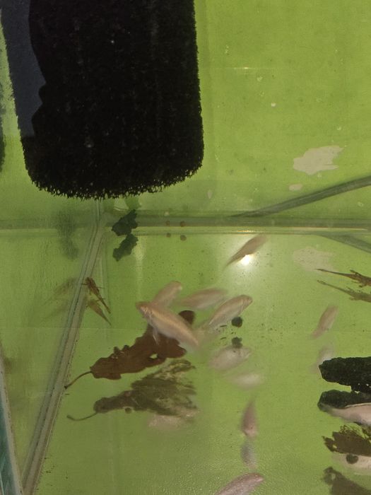 Barwniak czerwonobrzuchy albinos