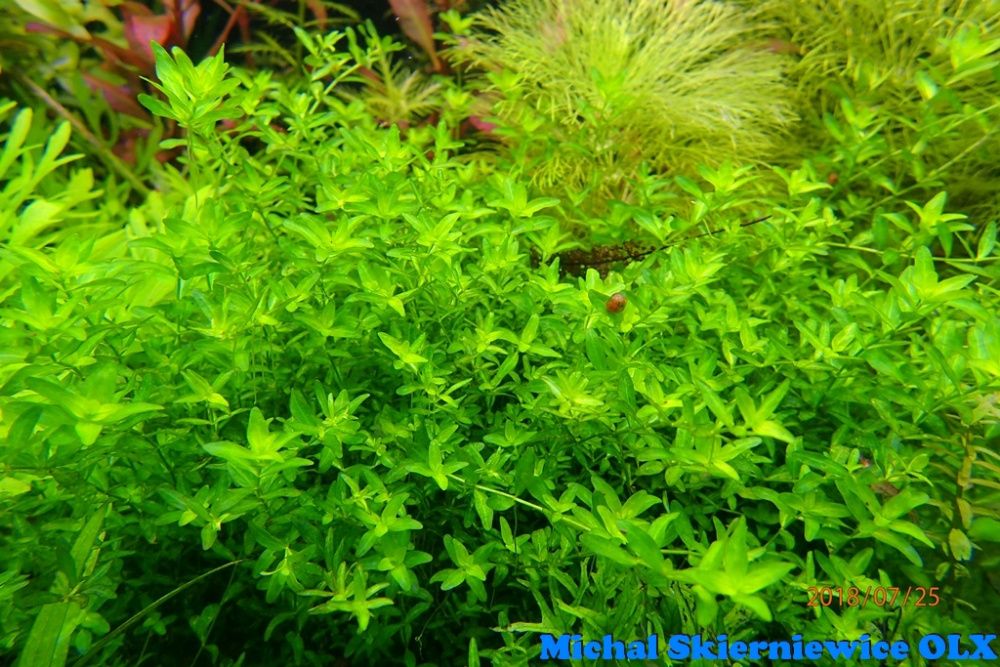 Hemianthus Micranthemoides 10 szt. Duży Heniek Skierniewice. Bez CO2 !