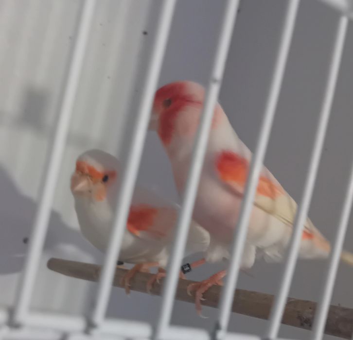 Casais de canários mosaicos vermelhos 2025