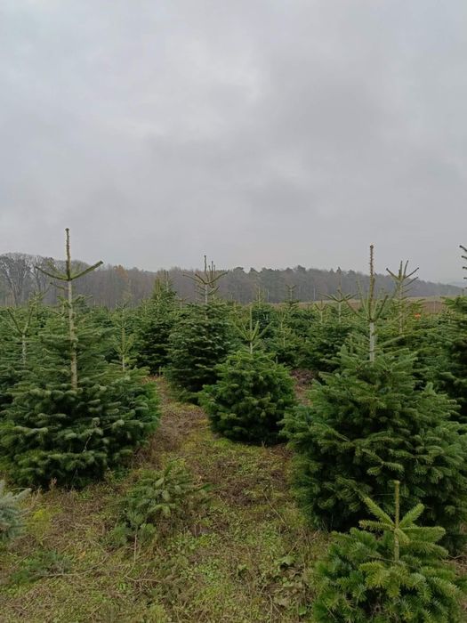 Jodła Kaukaska Świerk Choinka z Plantacji!