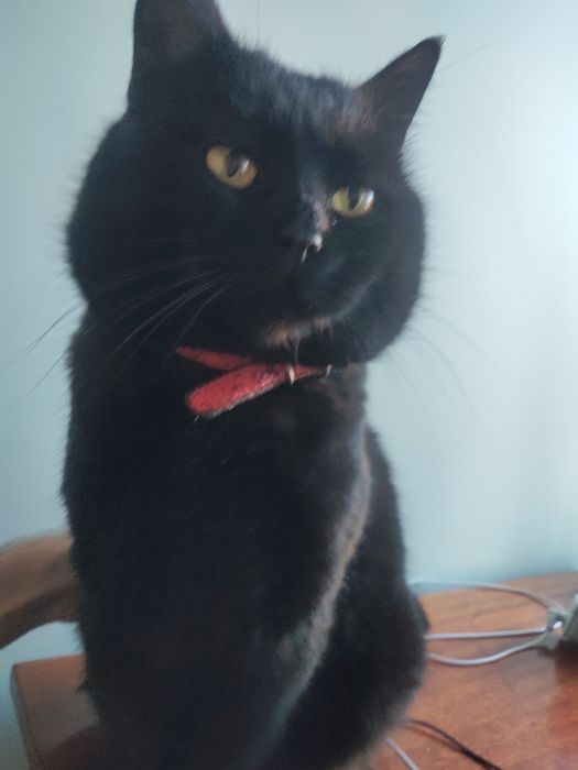 Загубився кіт на ім'я Локі