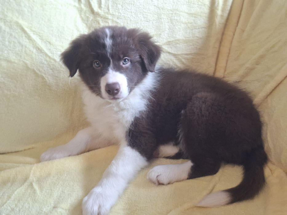 Border Collie piesek szczeniak brązowo-biały:-)