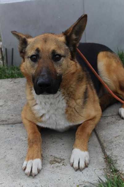 087962 Pene do adopcji