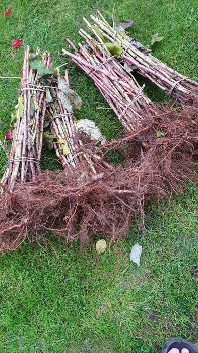 Malina Polana - sadzonki