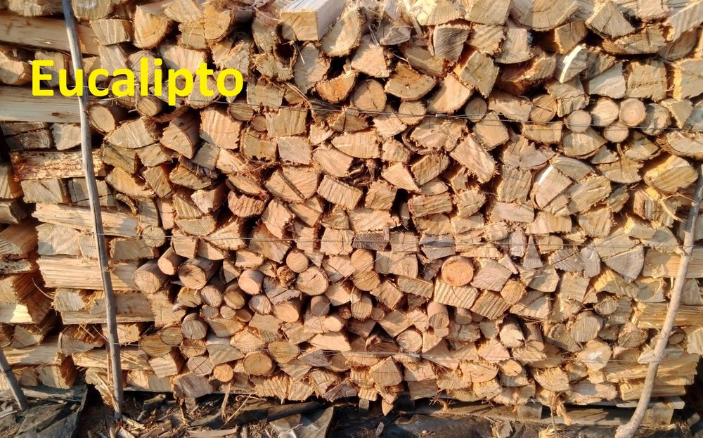 Diferentes lenhas secas e rachadas no verão