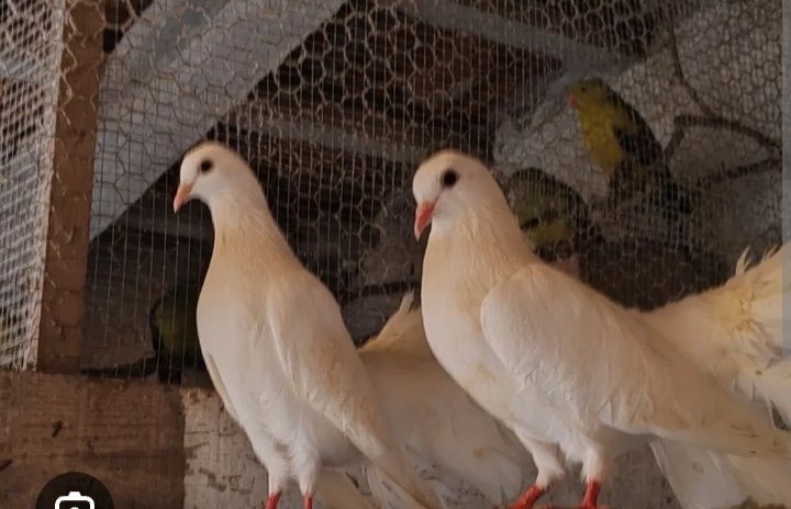 Pombas brancas de leque e rolas