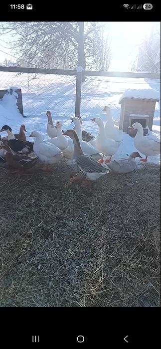 Гуси молодые на развод