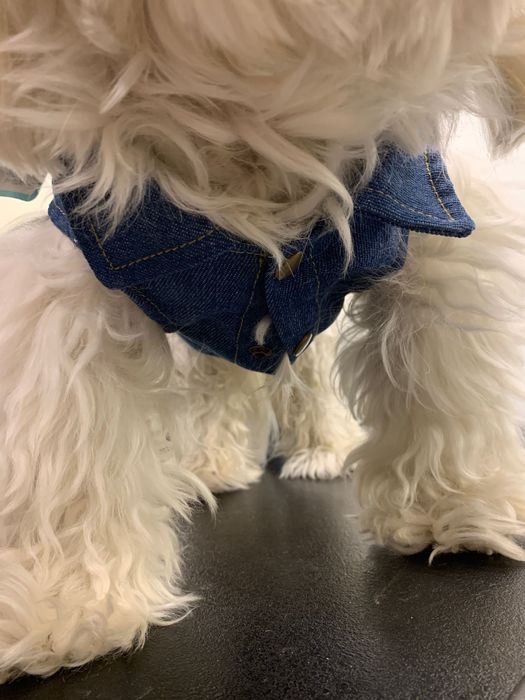 Kamizelka jeansowa jeans w truskawki dla psa Maltańczyk Nowa