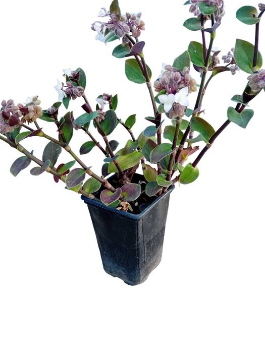 Tradescantia Callizia Repens