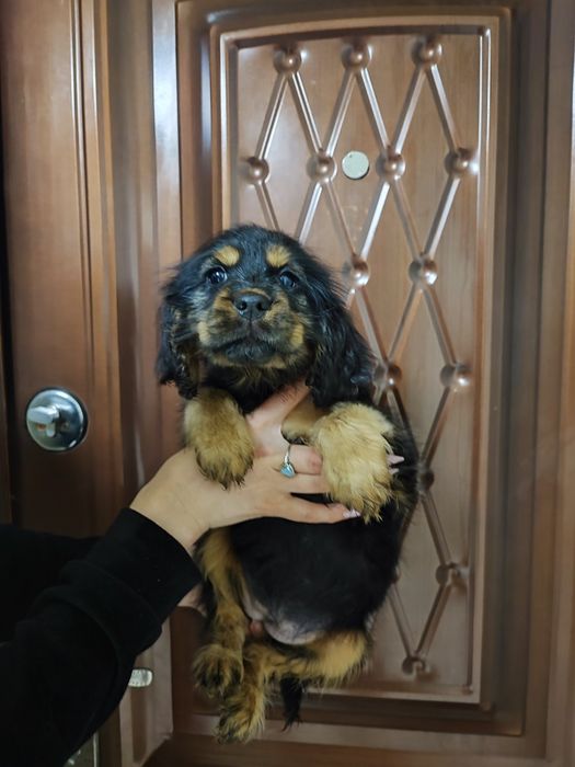 Миловидный ребёнок для вас