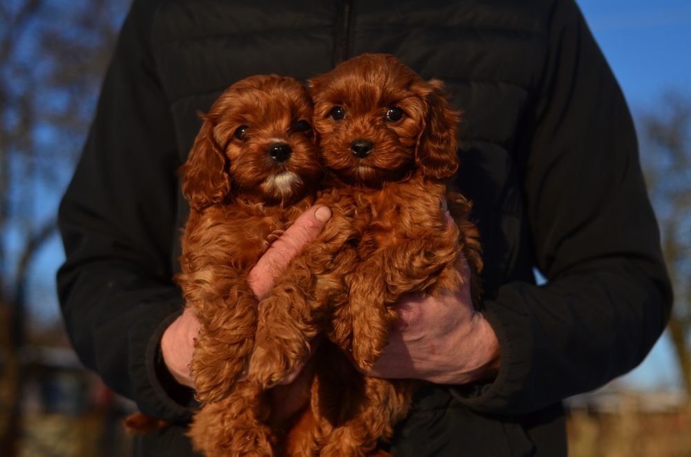 Мальтіпу ф2 дівчата та хлопчики