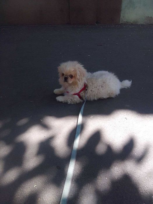 Продам пекінеса.