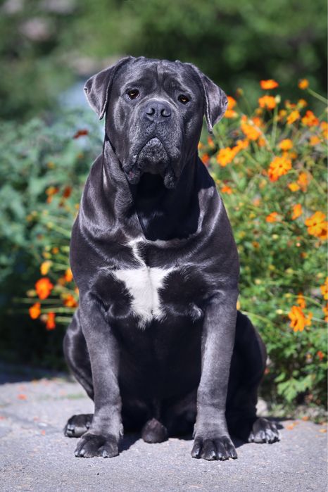 Девочка_Лолита