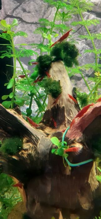 Krewetka red cherry mocna barwa