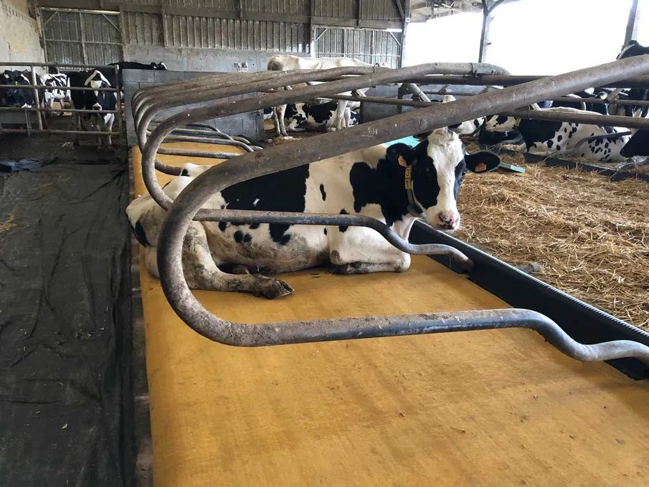 Maty legowiskowe materace dla krów: powłoka, gąbka, skruszona guma