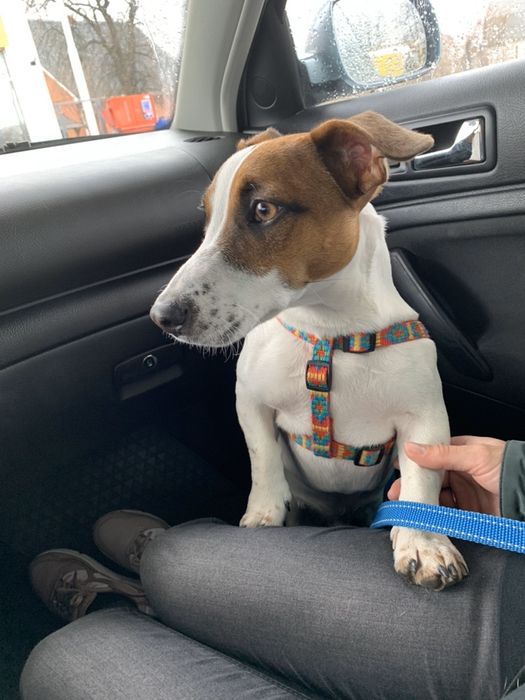 Джек Рассел В’язка